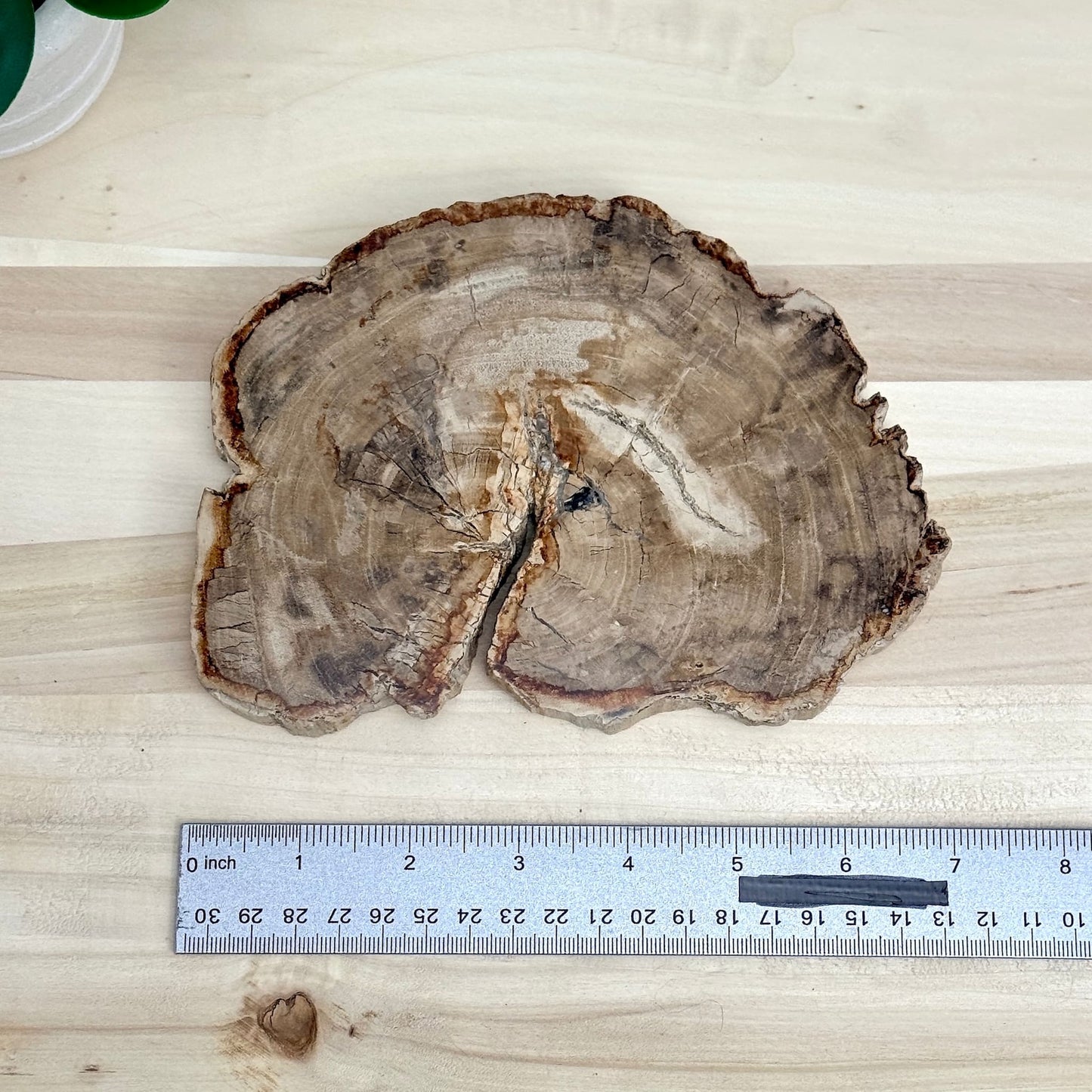 Petrified Wood Slab A - Itsy's Crystal Cove LLC