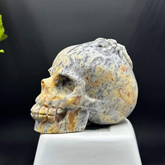 Crazy Lace Agate Skull and Spider Carving - Itsy's Crystal Cove LLC