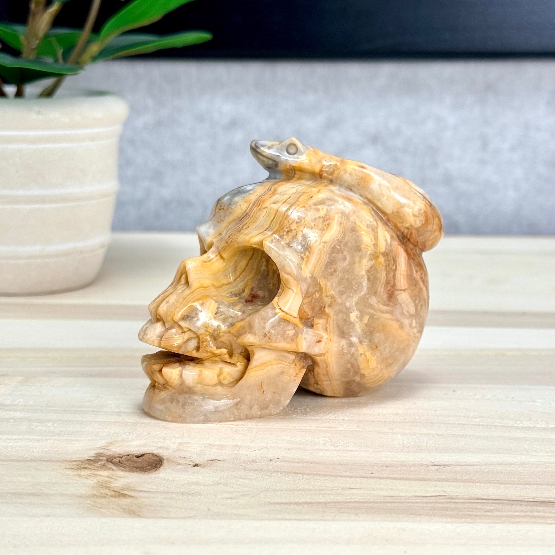Crazy Lace Agate Skull with Snake Carving, 3.43 in. - Itsy's Crystal Cove LLC