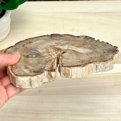 Petrified Wood Slab A - Itsy's Crystal Cove LLC