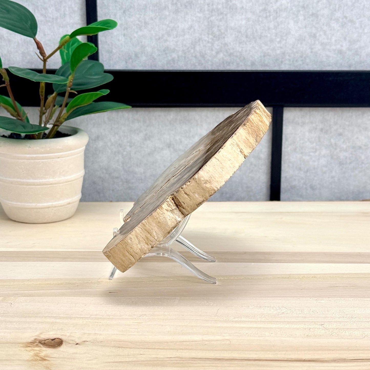 Petrified Wood Slab A - Itsy's Crystal Cove LLC