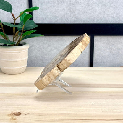 Petrified Wood Slab A - Itsy's Crystal Cove LLC