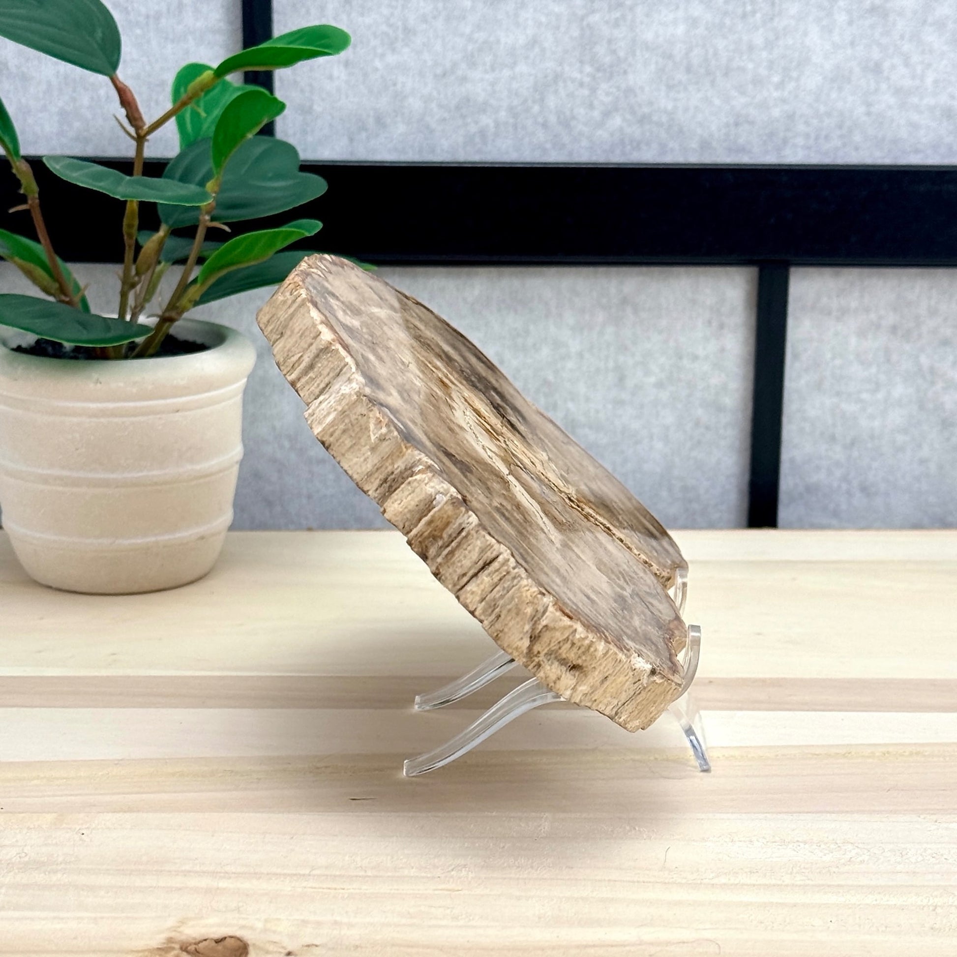 Petrified Wood Slab A - Itsy's Crystal Cove LLC