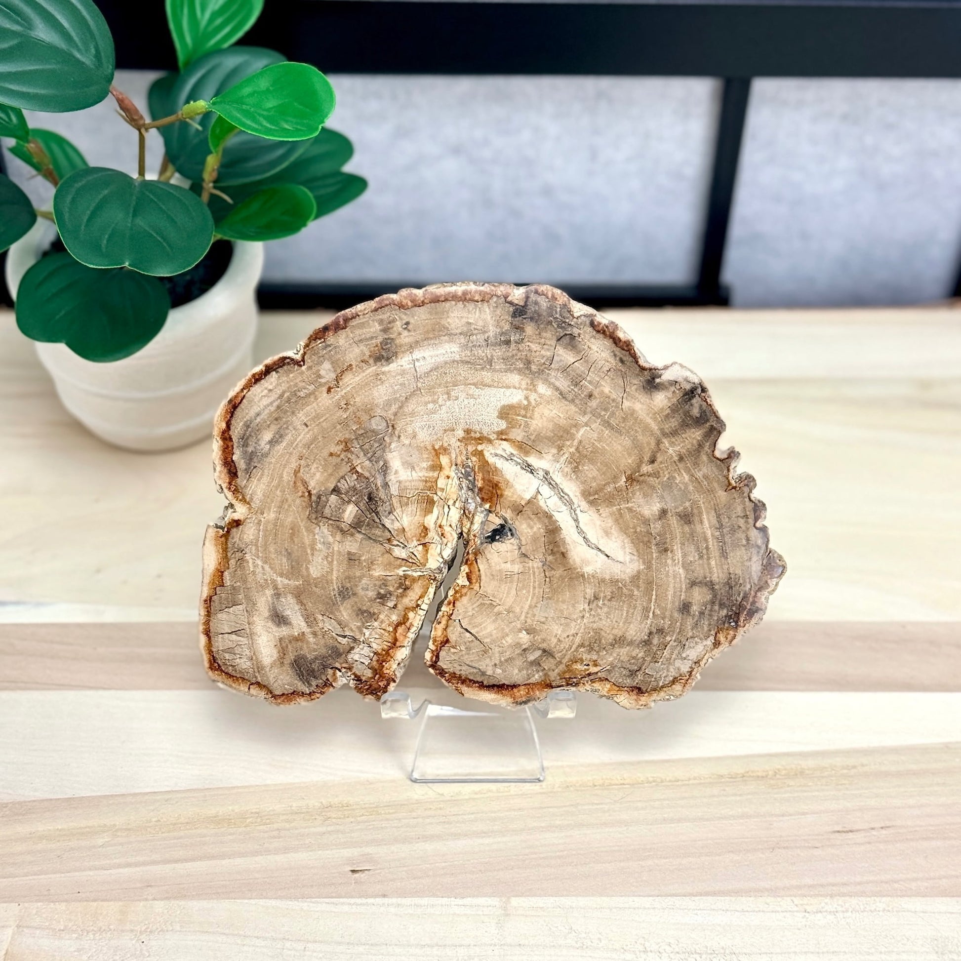 Petrified Wood Slab A - Itsy's Crystal Cove LLC