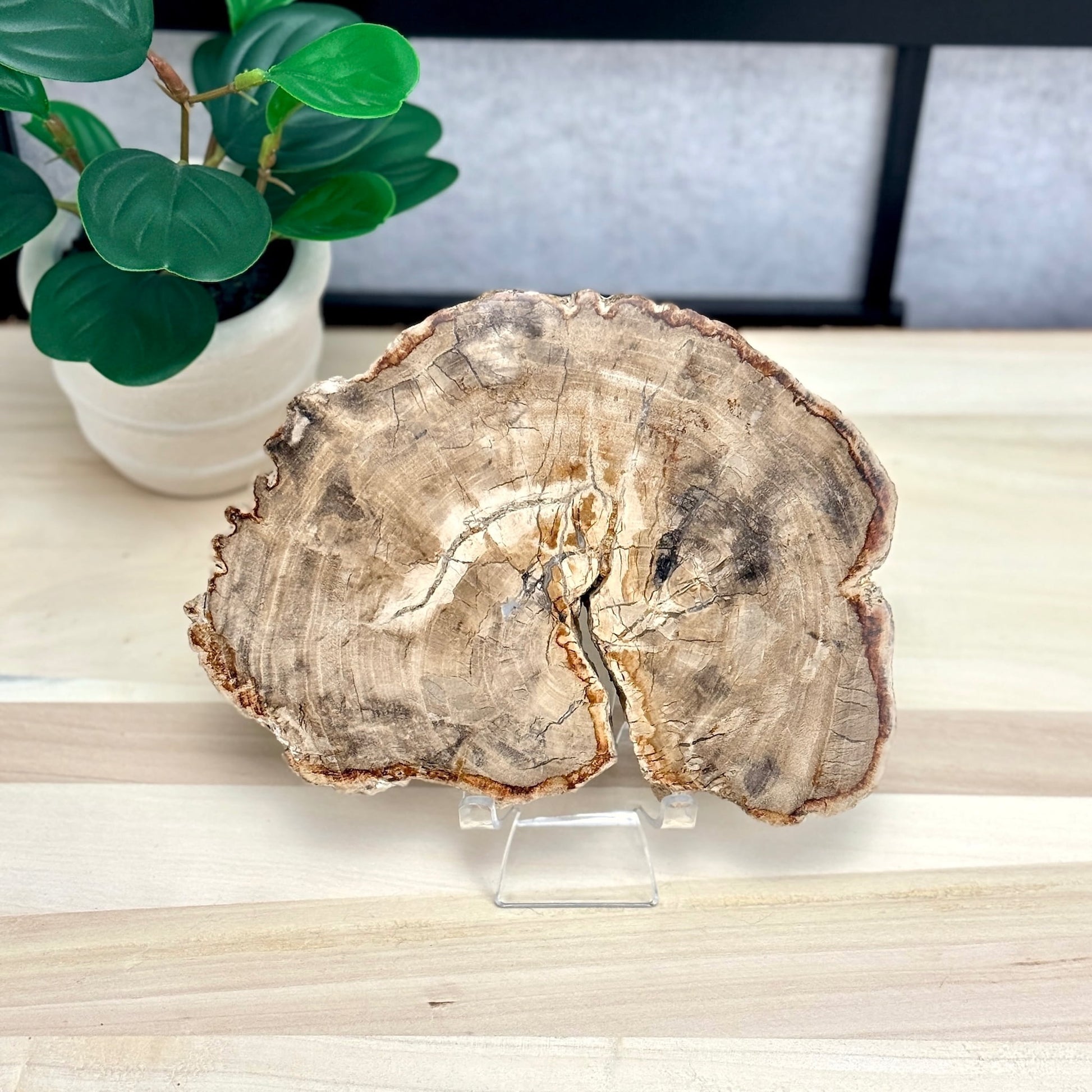 Petrified Wood Slab A - Itsy's Crystal Cove LLC
