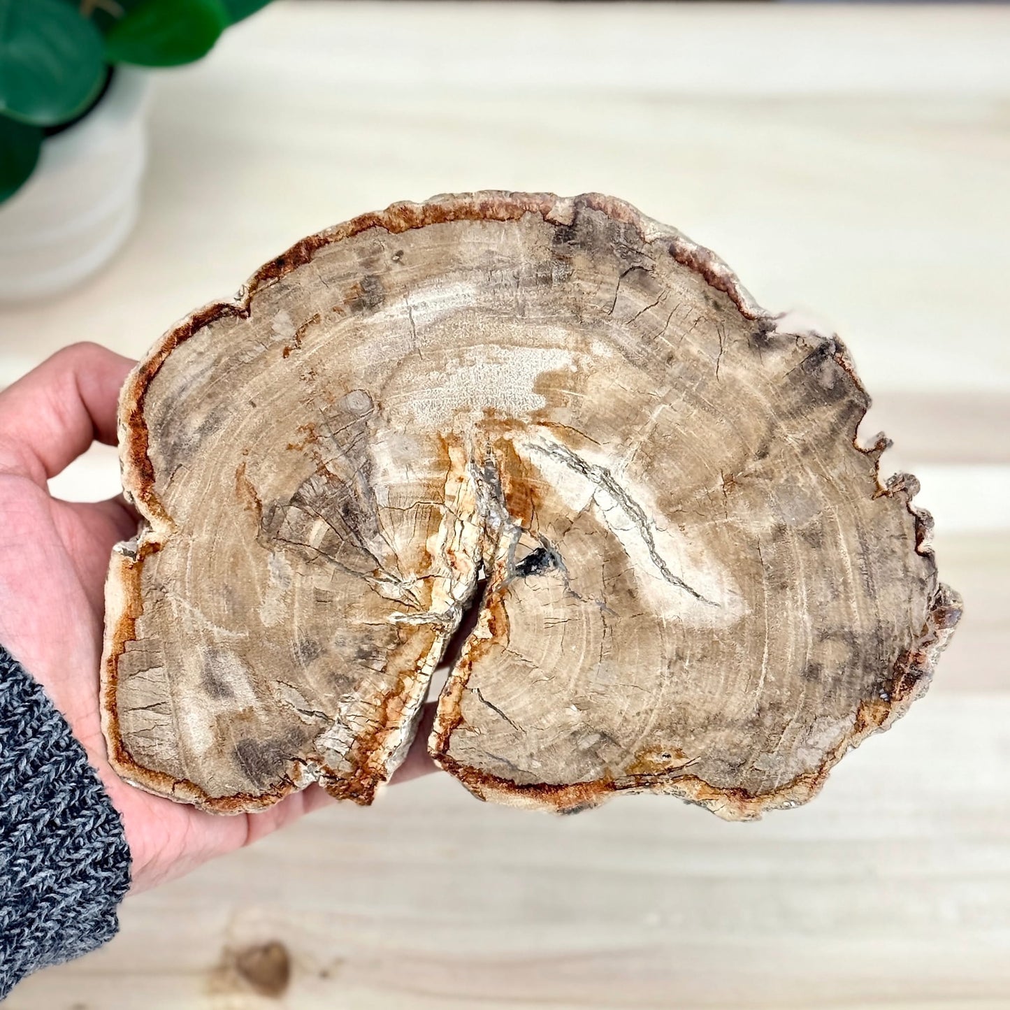 Petrified Wood Slab A - Itsy's Crystal Cove LLC