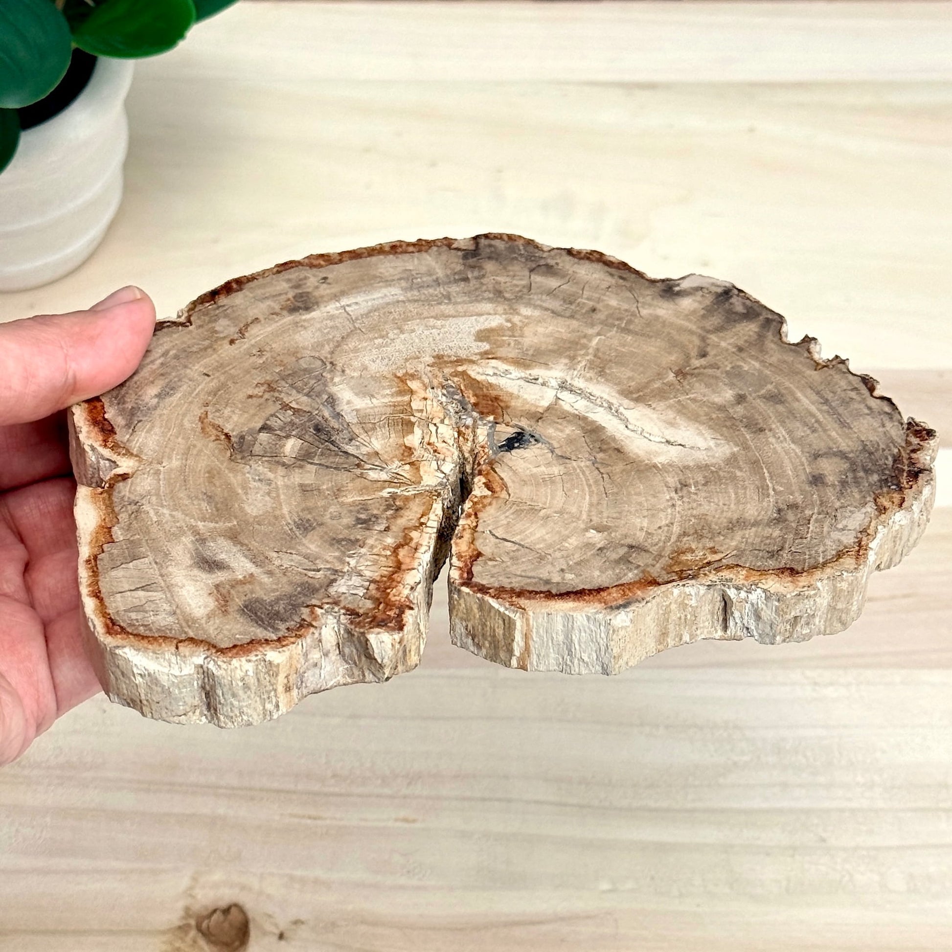 Petrified Wood Slab A - Itsy's Crystal Cove LLC
