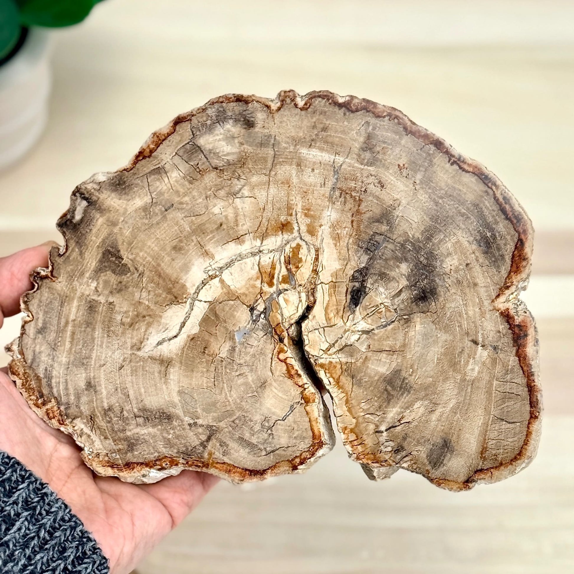 Petrified Wood Slab A - Itsy's Crystal Cove LLC