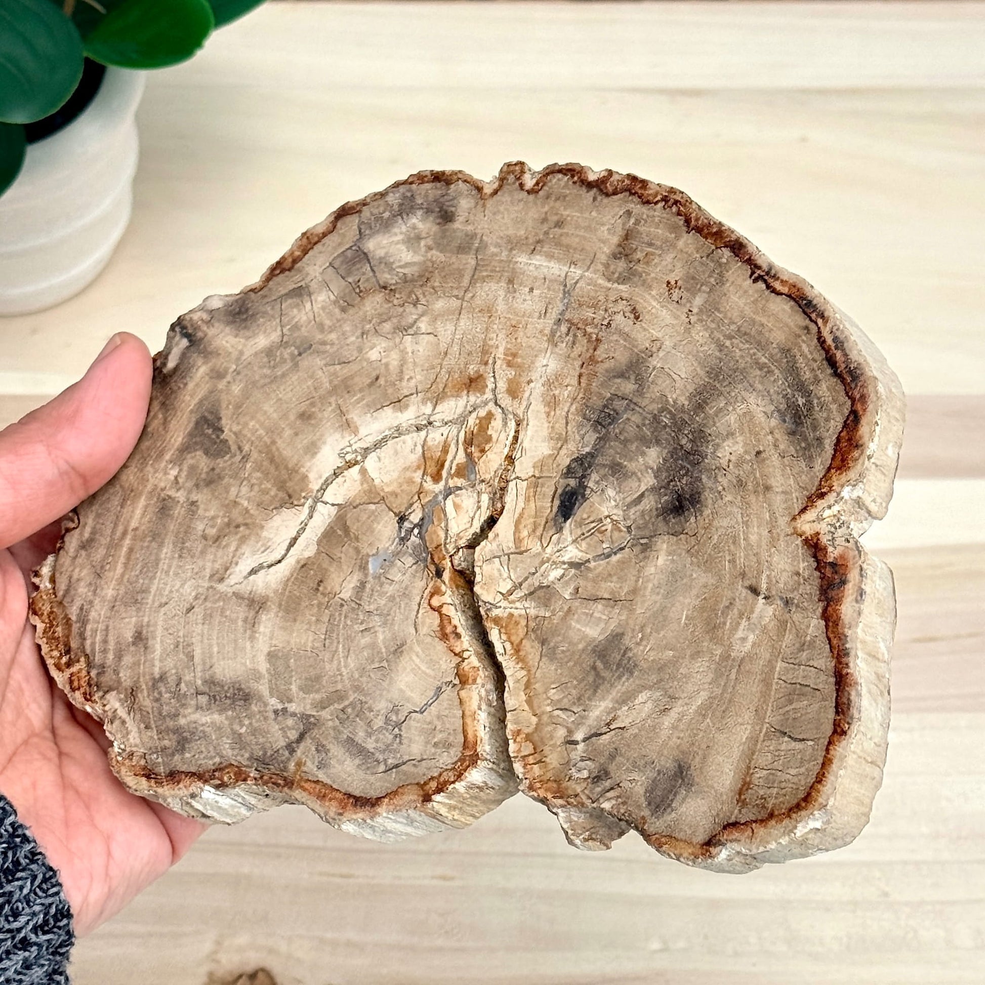 Petrified Wood Slab A - Itsy's Crystal Cove LLC