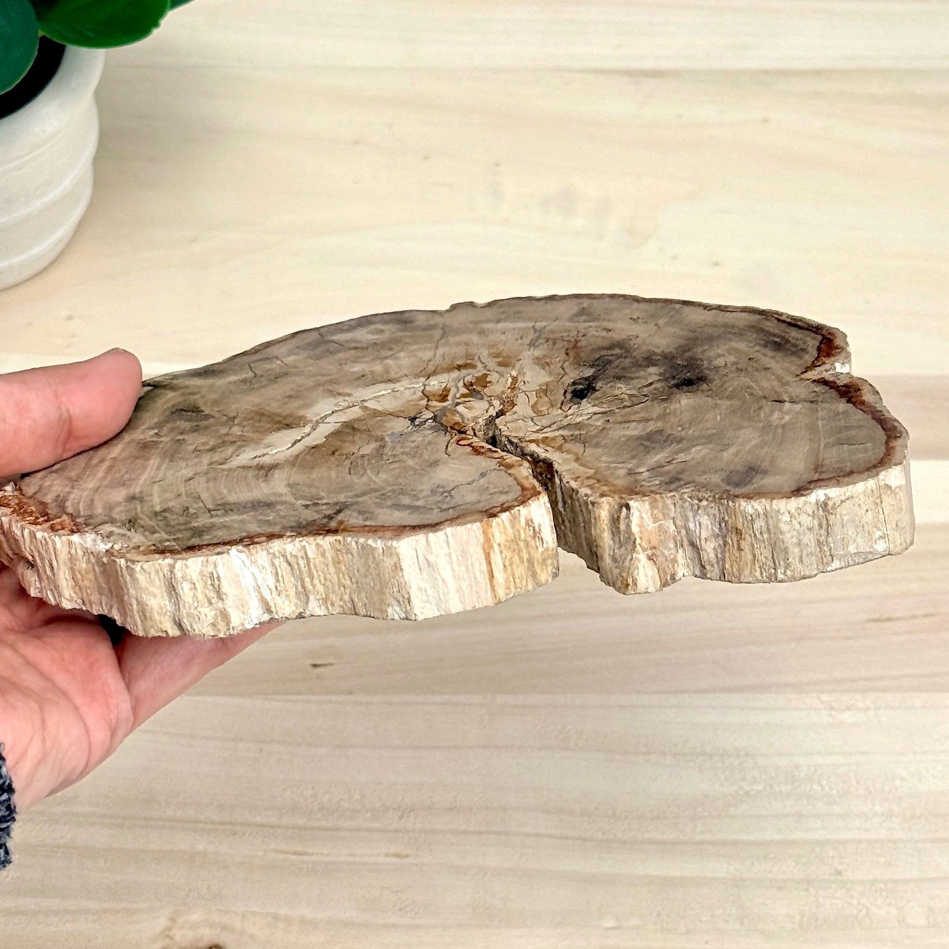 Petrified Wood Slab A - Itsy's Crystal Cove LLC