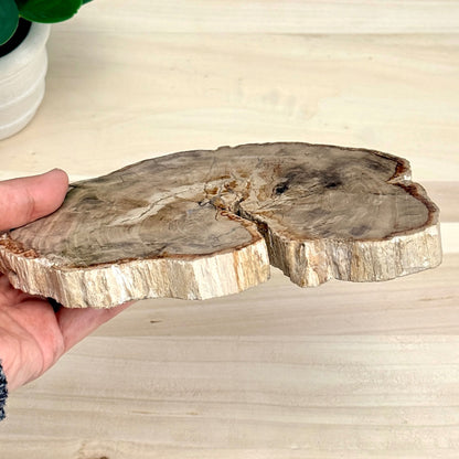 Petrified Wood Slab A - Itsy's Crystal Cove LLC