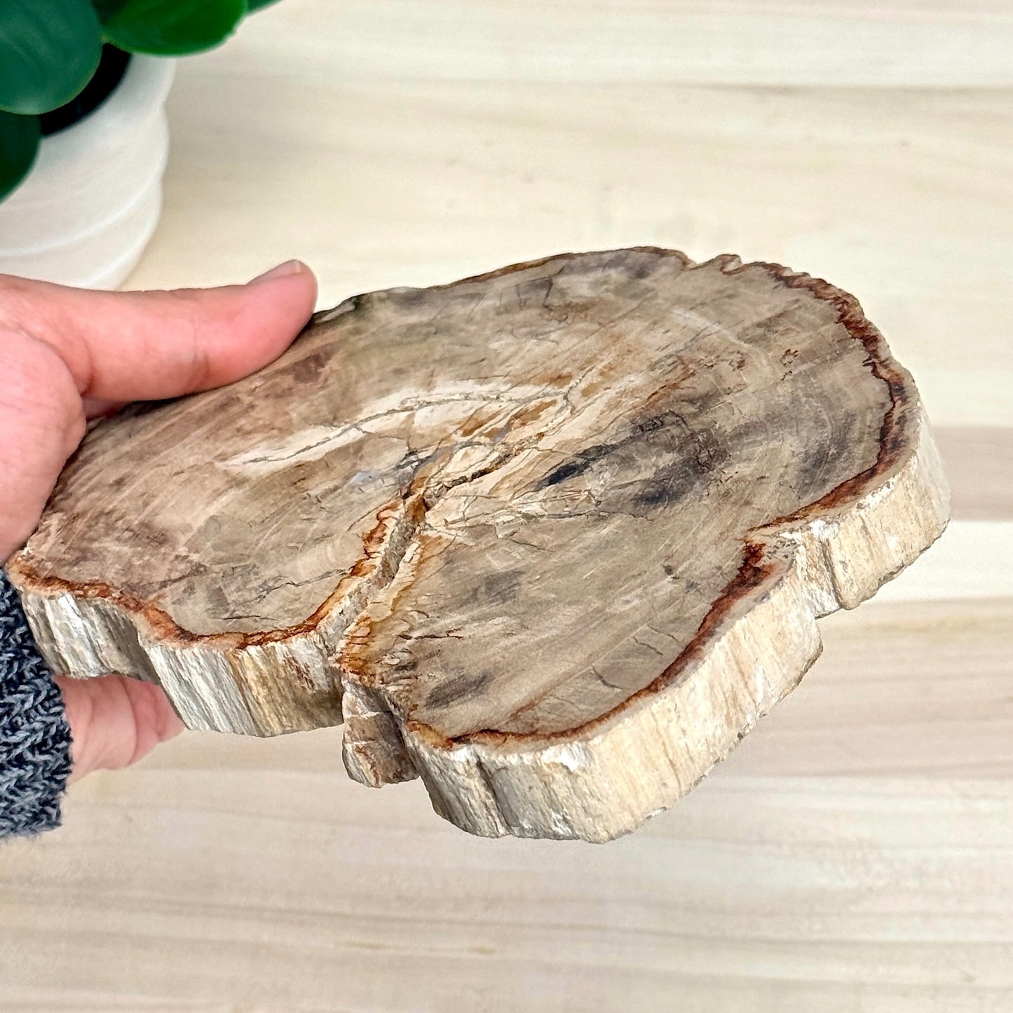 Petrified Wood Slab A - Itsy's Crystal Cove LLC