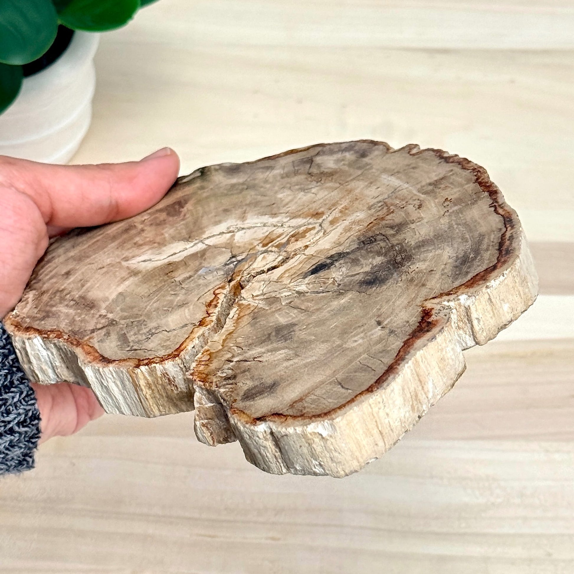 Petrified Wood Slab A - Itsy's Crystal Cove LLC