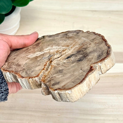 Petrified Wood Slab A - Itsy's Crystal Cove LLC