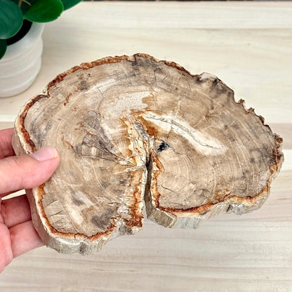 Petrified Wood Slab A - Itsy's Crystal Cove LLC