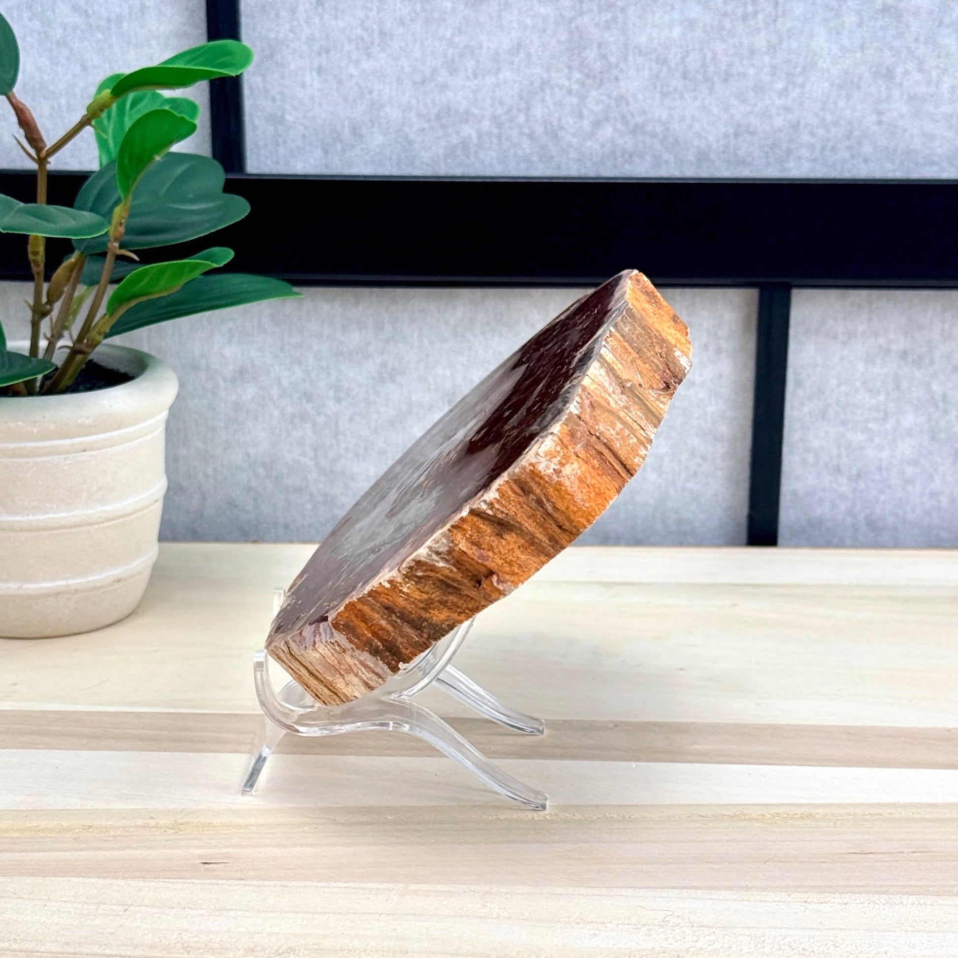 Petrified Wood Slab B - Itsy's Crystal Cove LLC