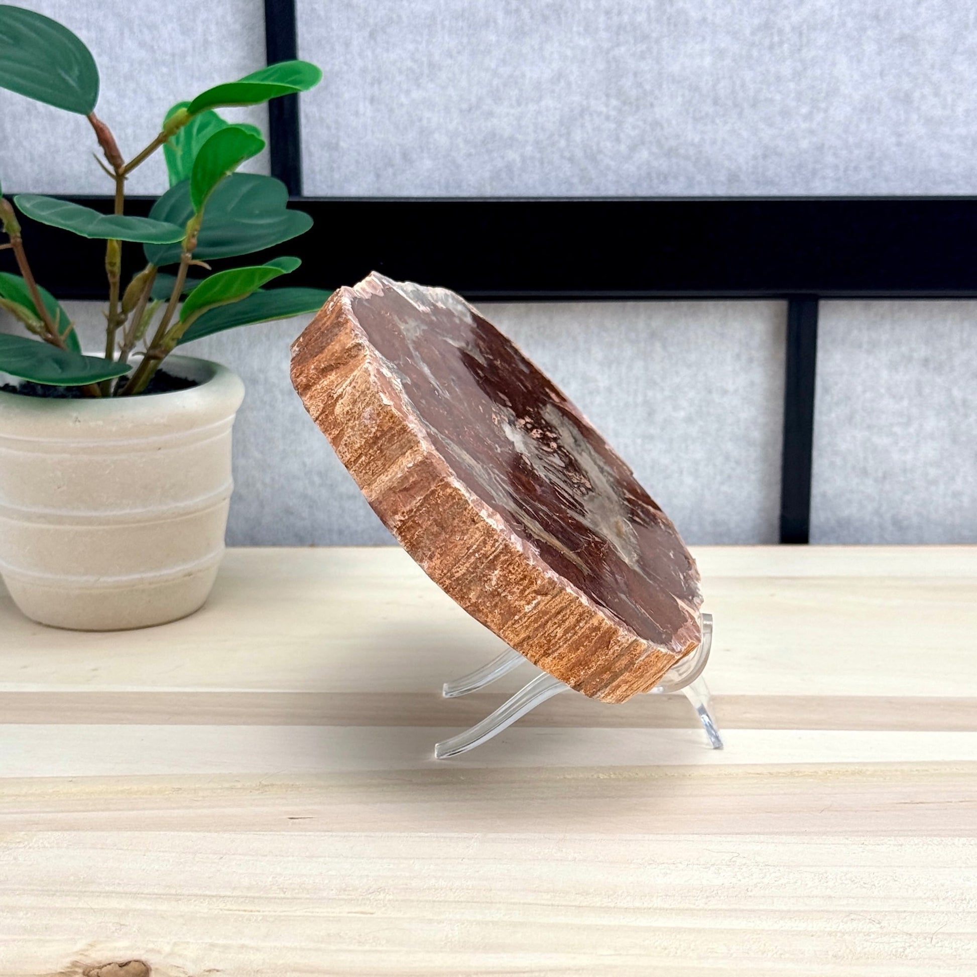 Petrified Wood Slab B - Itsy's Crystal Cove LLC