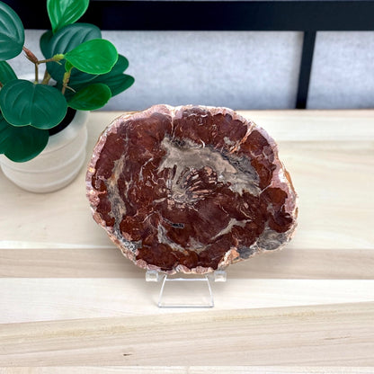 Petrified Wood Slab B - Itsy's Crystal Cove LLC