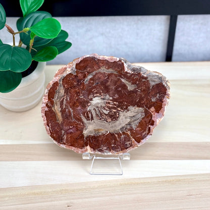 Petrified Wood Slab B - Itsy's Crystal Cove LLC