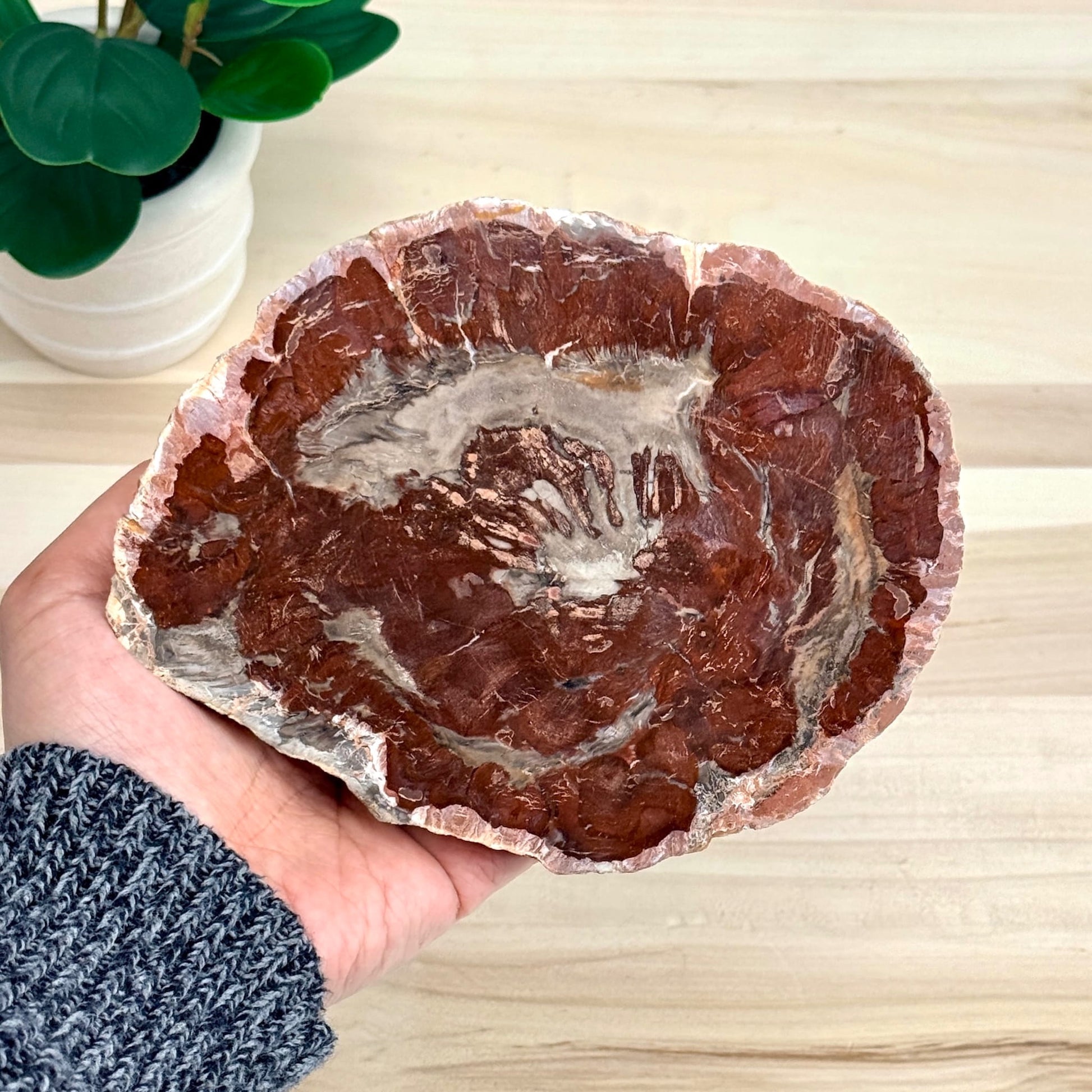 Petrified Wood Slab B - Itsy's Crystal Cove LLC