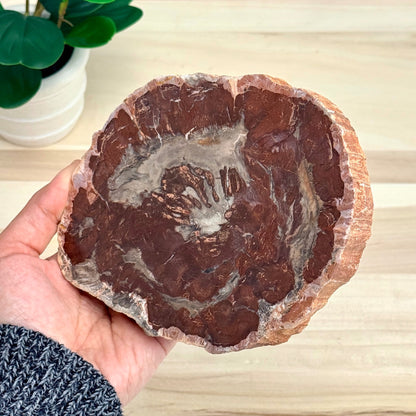 Petrified Wood Slab B - Itsy's Crystal Cove LLC