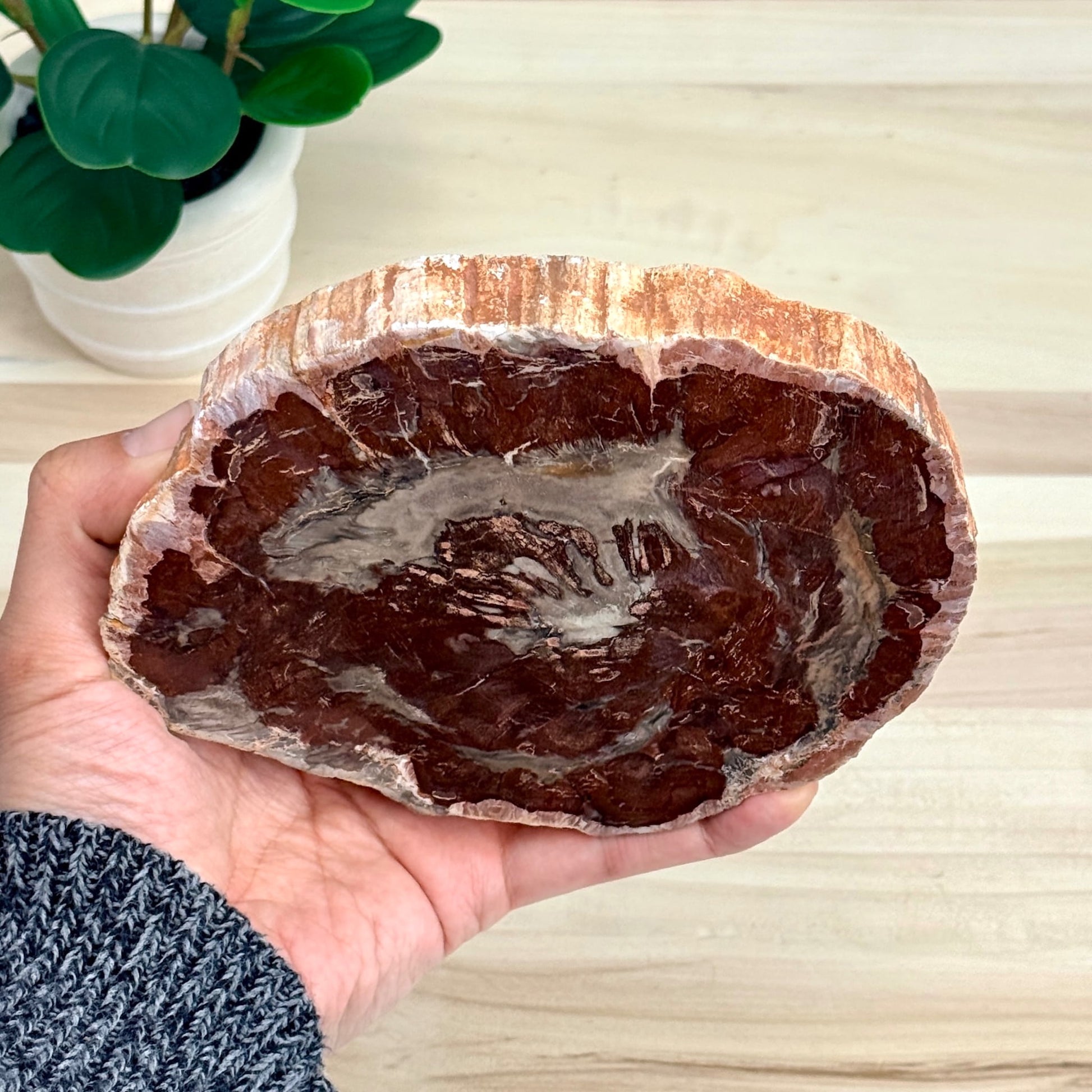 Petrified Wood Slab B - Itsy's Crystal Cove LLC