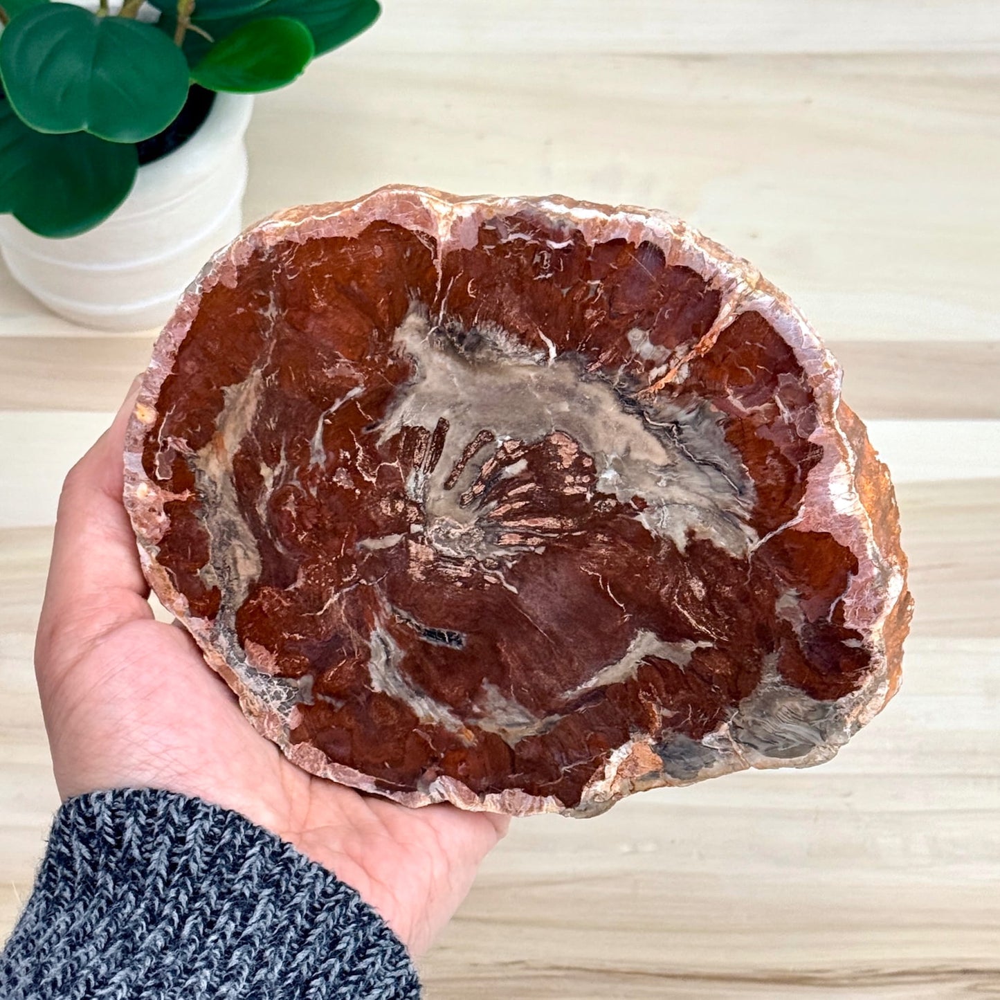 Petrified Wood Slab B - Itsy's Crystal Cove LLC