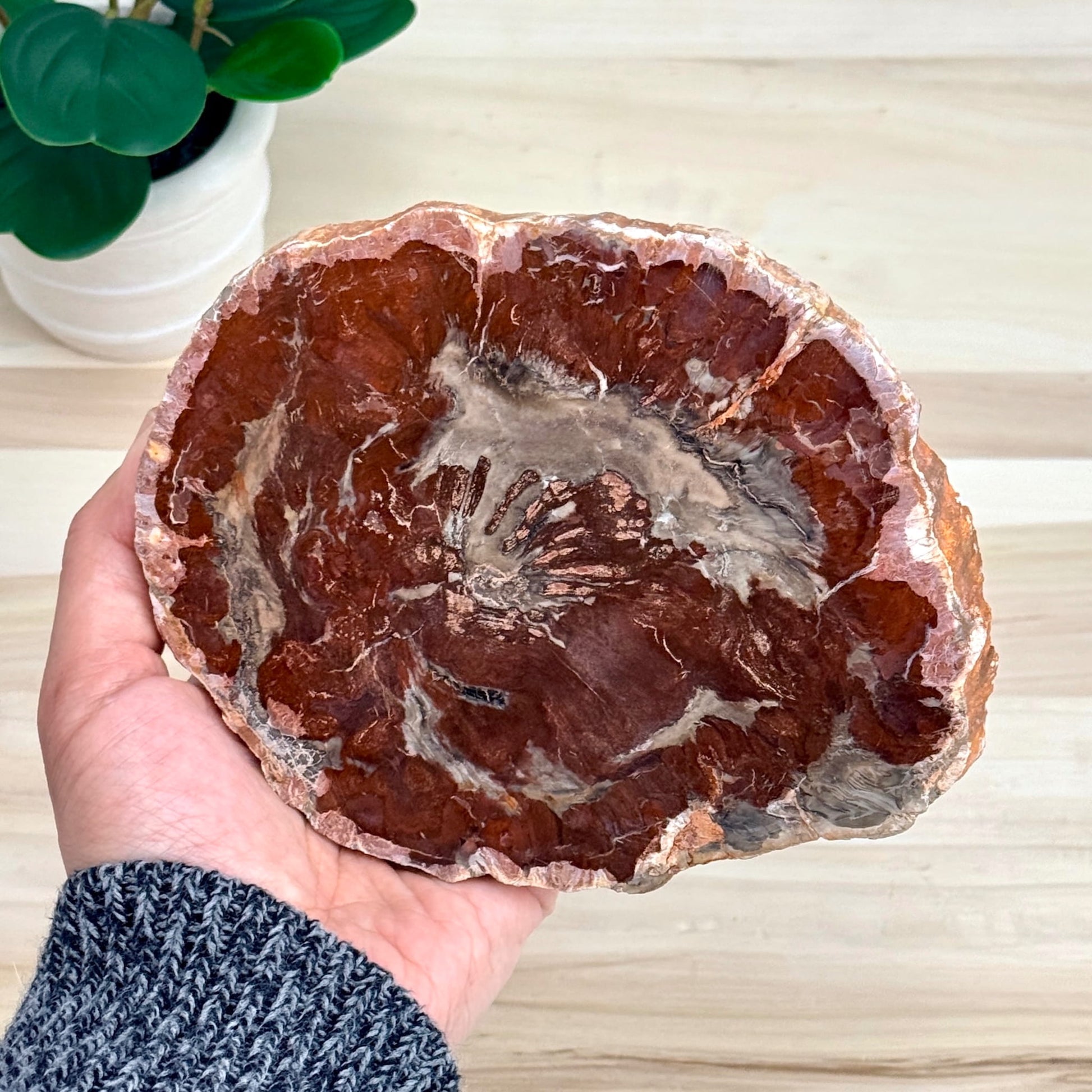 Petrified Wood Slab B - Itsy's Crystal Cove LLC