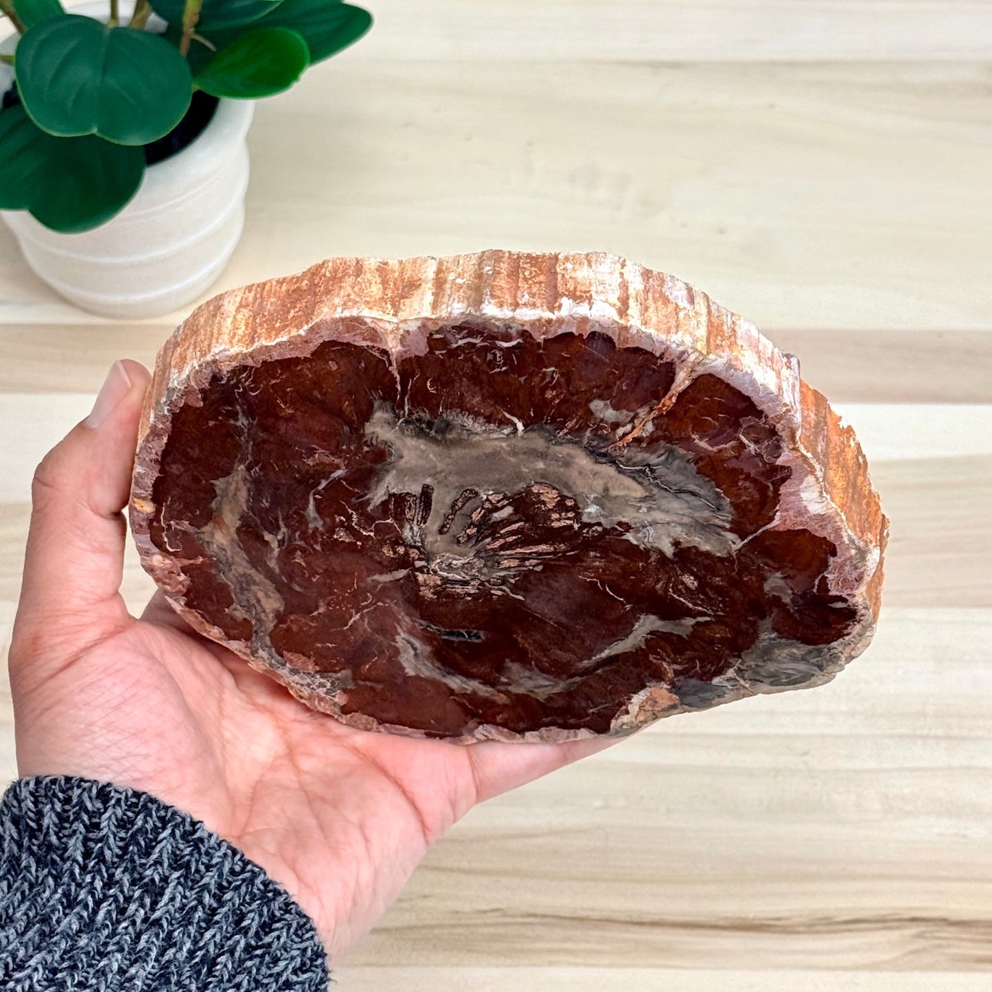 Petrified Wood Slab B - Itsy's Crystal Cove LLC