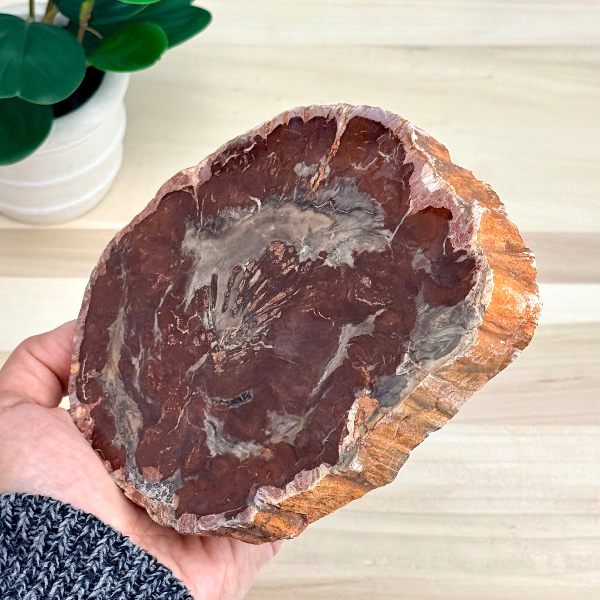 Petrified Wood Slab B - Itsy's Crystal Cove LLC