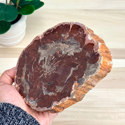 Petrified Wood Slab B - Itsy's Crystal Cove LLC