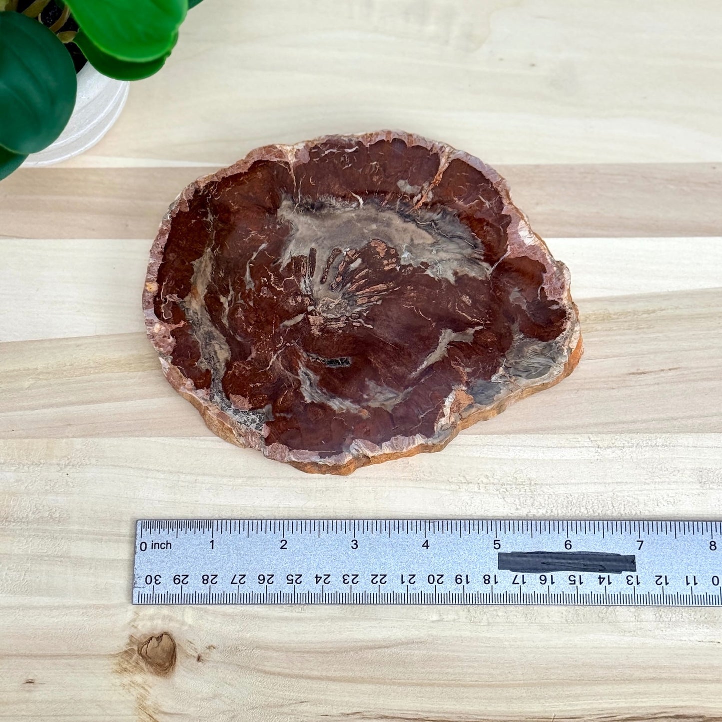 Petrified Wood Slab B - Itsy's Crystal Cove LLC